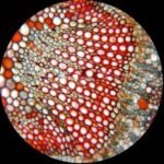 AmScope PS100E 100pc Prepared Glass Microscope Slides in Wood Case with Plant/Botany, Bacteria and Fungus Specimens - SET E - Image 3