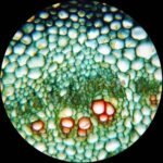 AmScope PS100D 100pc Prepared Glass Microscope Slides in Wood Case with Amphibian, Mammal, Insect and Plant/Botany Specimens - SET D - Image 3
